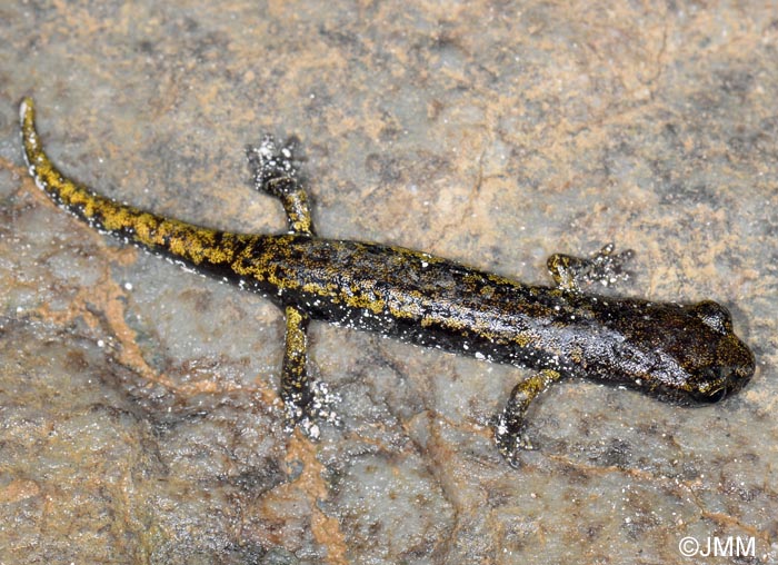 Hydromantes strinatii = Speleomantes strinatii Spélerpès de Strinati